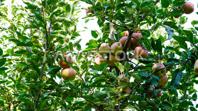 صورة مقربة لفاكهة التفاح، بستان تفاح ناضج، موسم حصاد التفاح في المملكة العربية السعودية