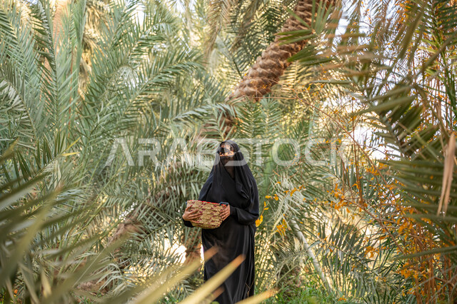 مهنة تقليدية شعبية, محمية طبيعية لزراعة أشجار النخيل, جني التمور في مزرعة النخل بالمملكة, ذكرى يوم تأسيس الدولة السعودية الأولى في 1727م, يوم بدينا 22 فبراير, امرأة عربية خليجية سعودية ترتدي العباءة السوداء والبرقع تحمل بيدها سلة مصنوعة من الخوص تقوم بقطف الثمار