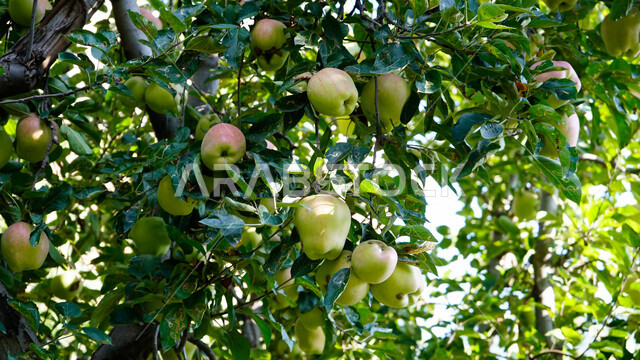 صورة مقربة لفاكهة التفاح، بستان تفاح ناضج، موسم حصاد التفاح في المملكة العربية السعودية