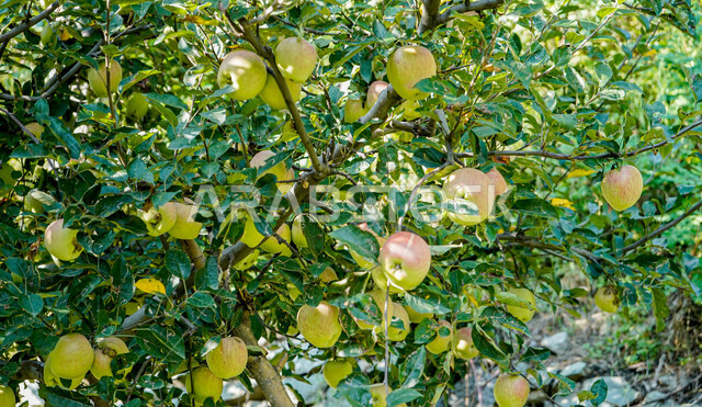 صورة مقربة لفاكهة التفاح، بستان تفاح ناضج، موسم حصاد التفاح في المملكة العربية السعودية