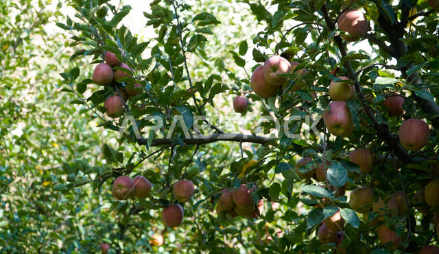 صورة مقربة لفاكهة التفاح، بستان تفاح ناضج، موسم حصاد التفاح في المملكة العربية السعودية