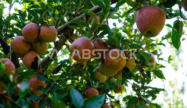 صورة مقربة لفاكهة التفاح، بستان تفاح ناضج، موسم حصاد التفاح في المملكة العربية السعودية