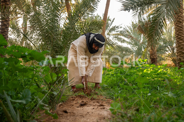 مزرعة أشجار النخيل في المملكة, تشجير وزراعة الأراضي السعودية, إحياء ذكرى تأسيس الدولة السعودية الأولى 1727 م, يوم بدينا 22 فبراير, فلاح عربي خليجي سعودي يرتدي الزي التقليدي يقوم بحراثة الأرض, توارث مهنة الفلاحة, مهنة وحرفة شعبية تراثية