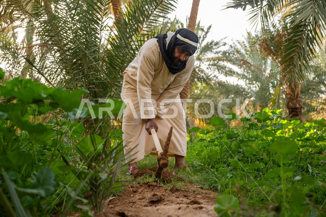 تشجير وزراعة الأراضي السعودية, مزرعة أشجار النخيل في المملكة, إحياء ذكرى تأسيس الدولة السعودية الأولى 1727 م, يوم بدينا 22 فبراير, فلاح عربي خليجي سعودي يرتدي الزي التقليدي يقوم بحراثة الأرض, توارث مهنة الفلاحة, مهنة وحرفة شعبية تراثية
