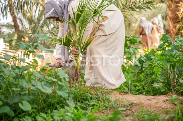 A traditional folk profession and craft, planting and cultivating Saudi lands, commemorating the founding of the first Saudi state in 1727 AD, the day we started on February 22, a Saudi Gulf Arab farmer wearing traditional clothing planting palm trees, inheritance of the farming profession, a palm tree farm in the Kingdom