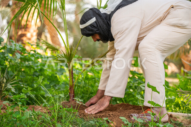 إحياء ذكرى تأسيس الدولة السعودية الأولى 1727 م, مزرعة أشجار النخيل في المملكة, يوم بدينا 22 فبراير, مزارع عربي خليجي سعودي يرتدي الزي التقليدي يقوم بزراعة النخل, توارث مهنة الفلاحة, مهنة وحرفة شعبية تراثية, تشجير وزراعة الأراضي السعودية