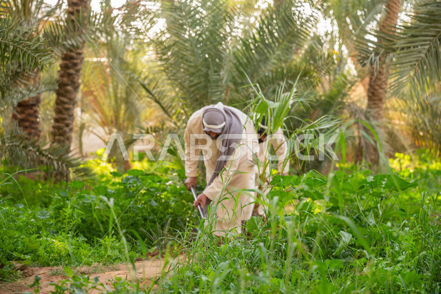 تشجير وزراعة الأراضي السعودية, مزرعة أشجار النخيل في المملكة, إحياء ذكرى تأسيس الدولة السعودية الأولى 1727 م, يوم بدينا 22 فبراير, فلاح عربي خليجي سعودي يرتدي الزي التقليدي يقوم بحراثة الأرض, توارث مهنة الفلاحة, مهنة وحرفة شعبية تراثية