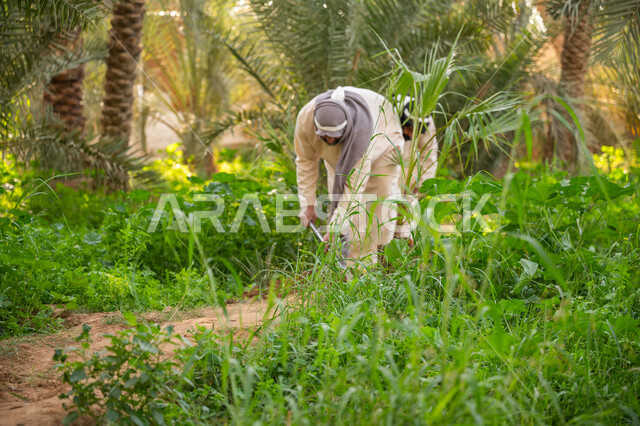 مهنة وحرفة شعبية تراثية, تشجير وزراعة الأراضي السعودية, إحياء ذكرى تأسيس الدولة السعودية الأولى 1727 م, يوم بدينا 22 فبراير, فلاح عربي خليجي سعودي يرتدي الزي التقليدي يقوم بحراثة الأرض, توارث مهنة الفلاحة, مزرعة أشجار النخيل في المملكة
