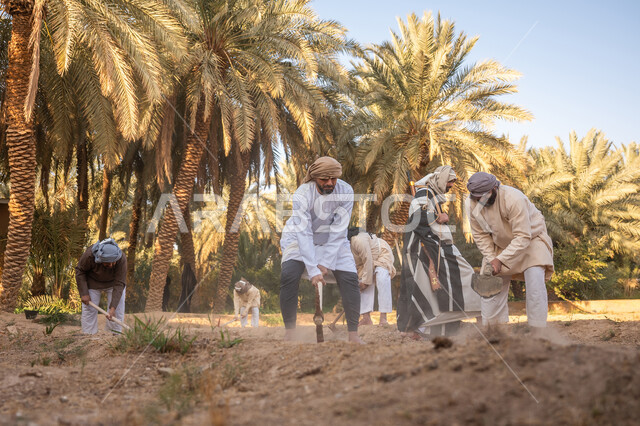 Cultivation and afforestation of Saudi lands, commemoration of the founding of the first Saudi state 1727 AD, the day we started February 22, Saudi Gulf Arab farmers wearing traditional dress plowing the land, inheritance of the farming profession, a traditional folk craft, a palm tree farm in the Kingdom