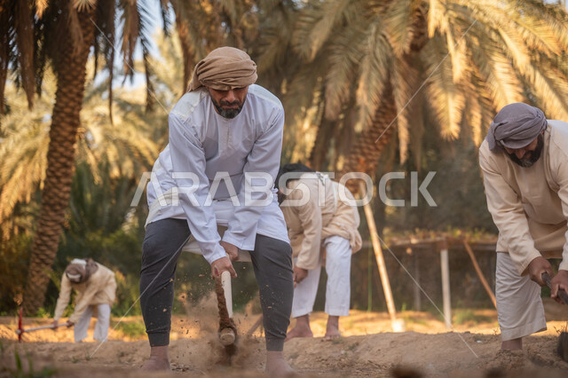 يوم بدينا 22 فبراير, إحياء ذكرى تأسيس الدولة السعودية الأولى 1727 م, فلاحون عرب خليجيون سعوديون يرتدون الزي التقليدي يقومون بحراثة الأرض, توارث مهنة الفلاحة, حرفة شعبية تراثية, زراعة وتشجير الأراضي السعودية, مزرعة أشجار النخيل في المملكة
