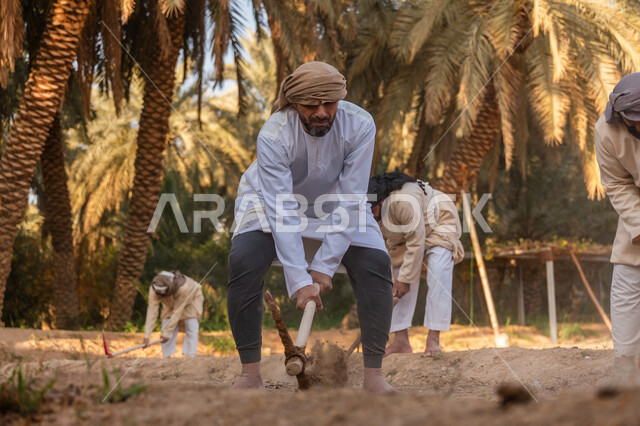 إحياء ذكرى تأسيس الدولة السعودية الأولى 1727 م, مزرعة أشجار النخيل في المملكة, يوم بدينا 22 فبراير, فلاحون عرب خليجيون سعوديون يرتدون الزي التقليدي يقومون بحراثة الأرض, توارث مهنة الفلاحة, حرفة شعبية تراثية, زراعة وتشجير الأراضي السعودية
