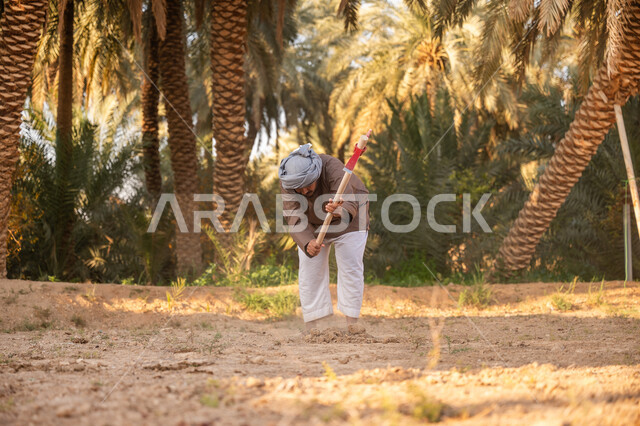 يوم بدينا 22 فبراير, مزرعة أشجار النخيل في المملكة, إحياء ذكرى تأسيس الدولة السعودية الأولى 1727 م, فلاح عربي خليجي سعودي يرتدي الزي التقليدي يقوم بحراثة الأرض, توارث مهنة الفلاحة, حرفة شعبية تراثية, زراعة وتشجير الأراضي السعودية