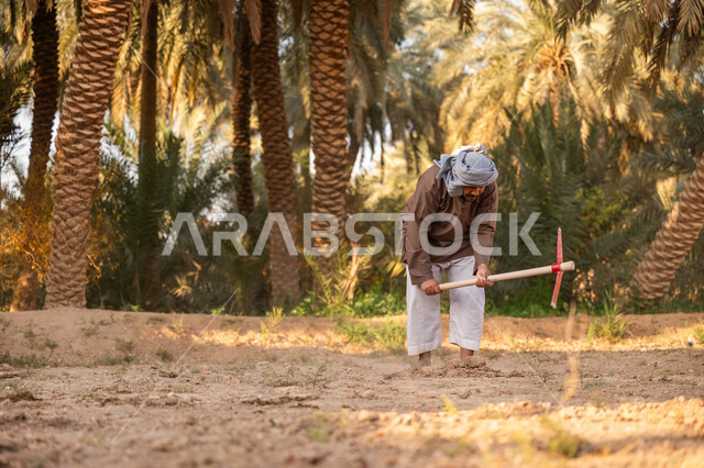 مزرعة أشجار النخيل في المملكة, زراعة وتشجير الأراضي السعودية, إحياء ذكرى تأسيس الدولة السعودية الأولى 1727 م, يوم بدينا 22 فبراير, فلاح عربي خليجي سعودي يرتدي الزي التقليدي يقوم بحراثة الأرض, توارث مهنة الفلاحة, حرفة شعبية تراثية