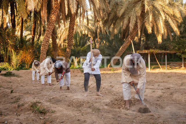 يوم بدينا 22 فبراير, إحياء ذكرى تأسيس الدولة السعودية الأولى 1727 م, فلاحون عرب خليجيون سعوديون يرتدون الزي التقليدي يقومون بحراثة الأرض, توارث مهنة الفلاحة, حرفة شعبية تراثية, زراعة وتشجير الأراضي السعودية, مزرعة أشجار النخيل في المملكة