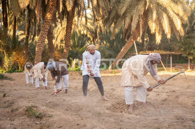 زراعة وتشجير الأراضي السعودية, إحياء ذكرى تأسيس الدولة السعودية الأولى 1727 م, يوم بدينا 22 فبراير, فلاحون عرب خليجيون سعوديون يرتدون الزي التقليدي يقومون بحراثة الأرض, توارث مهنة الفلاحة, حرفة شعبية تراثية, مزرعة أشجار النخيل في المملكة
