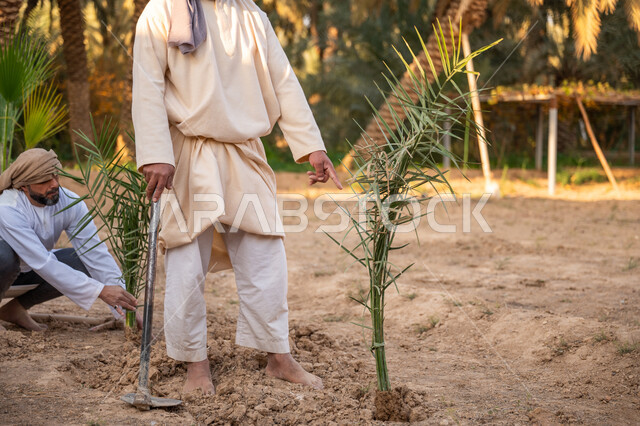 يوم بدينا 22 فبراير, إحياء ذكرى تأسيس الدولة السعودية الأولى 1727 م, مزارعان عربيان خليجيان سعوديان يرتديان الزي التقليدي يقومان بزراعة النخل, توارث مهنة الفلاحة, حرفة شعبية تراثية, زراعة وتشجير الأراضي السعودية, مزرعة أشجار النخيل في المملكة