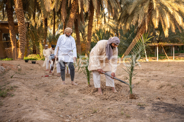 زراعة وتشجير الأراضي السعودية, إحياء ذكرى تأسيس الدولة السعودية الأولى 1727 م, يوم بدينا 22 فبراير, مزارعان عربيان خليجيان سعوديان يرتديان الزي التقليدي يقومان بزراعة النخل, توارث مهنة الفلاحة, حرفة شعبية تراثية, مزرعة أشجار النخيل في المملكة