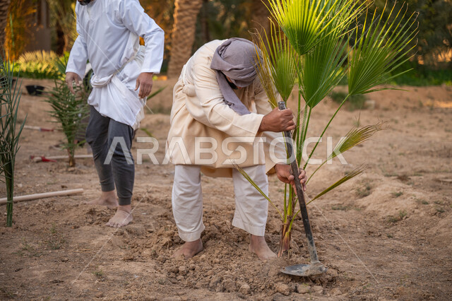 زراعة وتشجير الأراضي السعودية, إحياء ذكرى تأسيس الدولة السعودية الأولى 1727 م, يوم بدينا 22 فبراير, مزارعان عربيان خليجيان سعوديان يرتديان الزي التقليدي يقومان بزراعة النخل, توارث مهنة الفلاحة, حرفة شعبية تراثية, مزرعة أشجار النخيل في المملكة