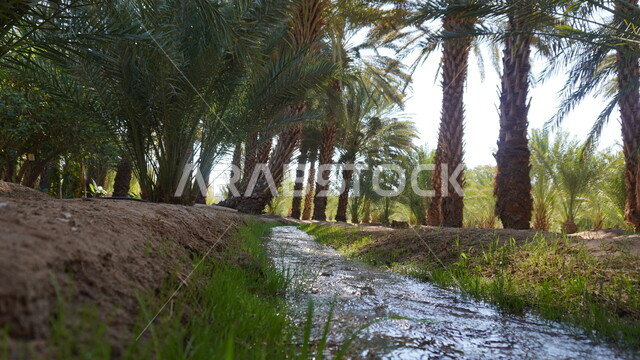 الاهتمام بالتشجير والزراعة في الصحراء, محمية طبيعية في المملكة العربية السعودية, واحة ومزرعة أشجار النخيل في الطبيعة الصحراوية حول جدول ماء في مدينة العلا, محصول ومنتج زراعي وطني محلي