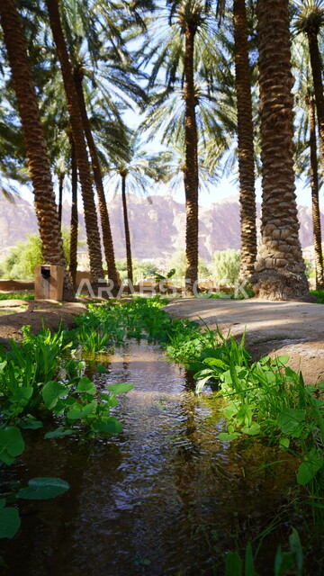 المناظر الطبيعية المتميزة في المملكة العربية السعودية، محمية طبيعية لزراعة الاشجار، المزارع والواحات الخصبة في البلدة القديمة بالعلا، منتجات وطنية محلية