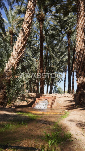 المناظر الطبيعية المتميزة في المملكة العربية السعودية، محمية طبيعية لزراعة الاشجار، المزارع والواحات الخصبة في البلدة القديمة بالعلا، منتجات وطنية محلية