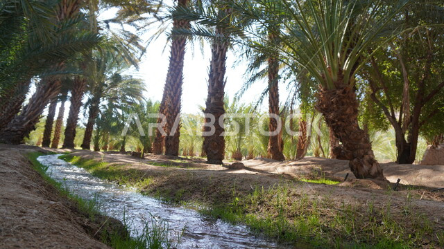 المناظر الطبيعية المتميزة في المملكة العربية السعودية، محمية طبيعية لزراعة الاشجار، المزارع والواحات الخصبة في البلدة القديمة بالعلا، منتجات وطنية محلية