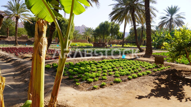 منتجات وطنية محلية، المناظر الطبيعية المتميزة في المملكة العربية السعودية، محمية طبيعية لزراعة الاشجار، المزارع والواحات الخصبة في البلدة القديمة بالعلا