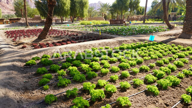 منتجات وطنية محلية، المناظر الطبيعية المتميزة في المملكة العربية السعودية، محمية طبيعية لزراعة الاشجار، المزارع والواحات الخصبة في البلدة القديمة بالعلا