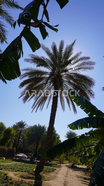 منتجات وطنية محلية، المناظر الطبيعية المتميزة في المملكة العربية السعودية، محمية طبيعية لزراعة الاشجار، المزارع والواحات الخصبة في البلدة القديمة بالعلا