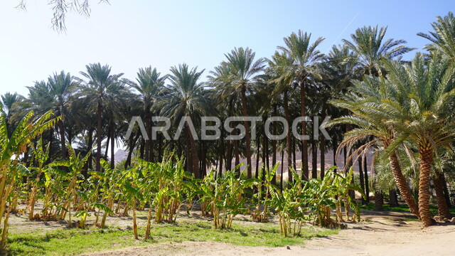 منتجات وطنية محلية، المناظر الطبيعية المتميزة في المملكة العربية السعودية، محمية طبيعية لزراعة الاشجار، المزارع والواحات الخصبة في البلدة القديمة بالعلا