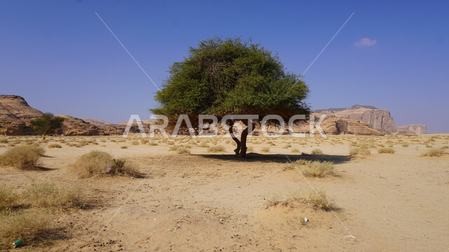 Soft golden sand, trees and plants growing in the desert, tree in the middle of the desert nature during the day, rock formations and formations, famous natural tourist area in the Kingdom of Saudi Arabia, tourism in the old town of Al-Ula, blue sky background