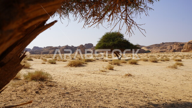 نمو الأشجار والنباتات في الصحراء, شجرة وسط الطبيعة الصحراوية في النهار، الرمال الذهبية الناعمة، التكوينات والتشكيلات الصخرية، منطقة طبيعية سياحية مشهورة في المملكة العربية السعودية، السياحة في البلدة القديمة في مدينة العلا، خلفية السماء الزرقاء