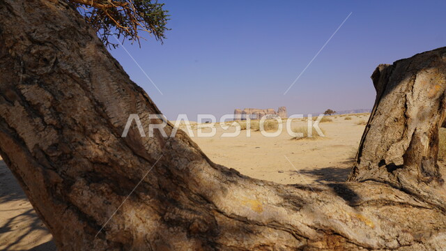 التكوينات والتشكيلات الصخرية، السياحة في البلدة القديمة في مدينة العلا، الرمال الذهبية الناعمة، نمو الأشجار والنباتات في الصحراء, شجرة وسط الطبيعة الصحراوية في النهار، منطقة طبيعية سياحية مشهورة في المملكة العربية السعودية، خلفية السماء الزرقاء