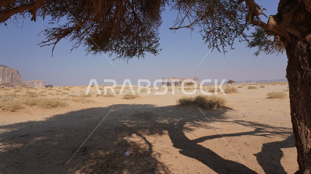 Rock formations and formations, tourism in the old town of AlUla, soft golden sand, growth of trees and plants in the desert, tree in the middle of the desert nature during the day, famous tourist natural area in the Kingdom of Saudi Arabia, blue sky background
