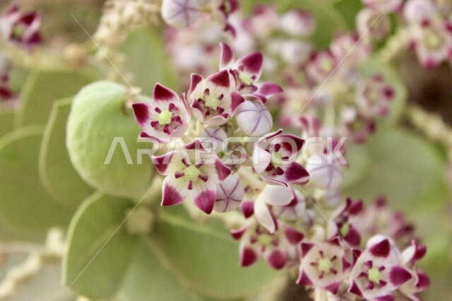 ورود عطرية متفتحة، زراعة الزهور الطبيعية، صورة مقربة لأزهار نبات الأشخر في صحراء دبي، الأشجار والنباتات في الإمارات العربية المتحدة، خلفية الطبيعة