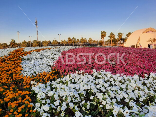 الحفاظ على البيئة والتنمية المستدامة، حقول الورود الملونة في مهرجان الزهور والحدائق، وجهه عائلية بيئية ثقافية وترفيهية، التصميم والديكور المتميز في حديقة مدينة ينبع الصناعية، مهرجان ومعرض طبيعي سياحي في المملكة العربية السعودية