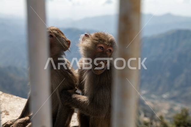 الاهتمام بتربية الحيوانات البرية, محمية طبيعية لرعاية الثدييات, الطبيعة الصخرية في المملكة العربية السعودية, قردان بابون يقفان خلف القضبان فوق القمم والمرتفعات الجبلية في مدينة الباحة في النهار