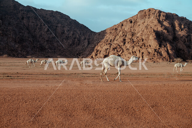 مجموعة من الجمال تسير في وسط الصحراء بالمملكة العربية السعودية، تربية الحيوانات والإبل في المحميات الطبيعية، الكثبان الرملية الناعمة وحياة البادية، الطبيعة الصحراوية في المناطق البرية