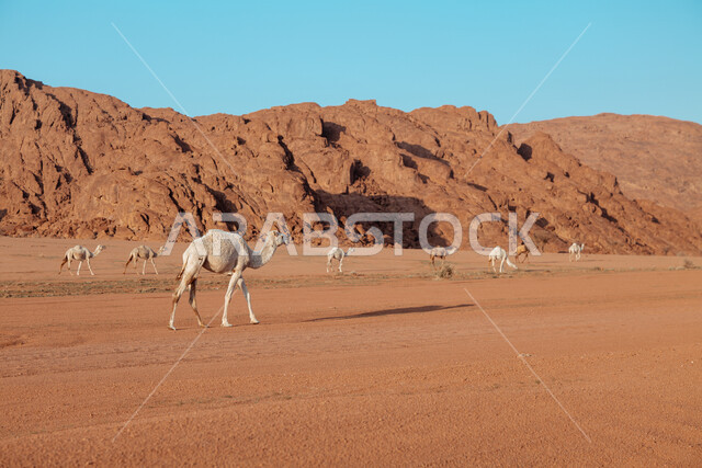 مجموعة من الجمال تسير في وسط الصحراء بالمملكة العربية السعودية، تربية الحيوانات والإبل في المحميات الطبيعية، الكثبان الرملية الناعمة وحياة البادية، الطبيعة الصحراوية في المناطق البرية
