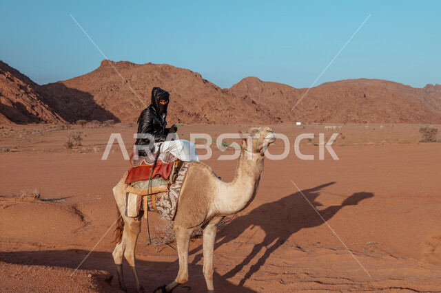الرمال والكثبان في المناطق الصحراوية، رجل عربي خليجي سعودي يركب على حيوان الجمل في الصحراء, استخدام الحيوانات للتنقل في البادية من مكان لآخر, تربية المواشي في المحميات الطبيعية, أهمية رعاية الإبل في المملكة العربية السعودية