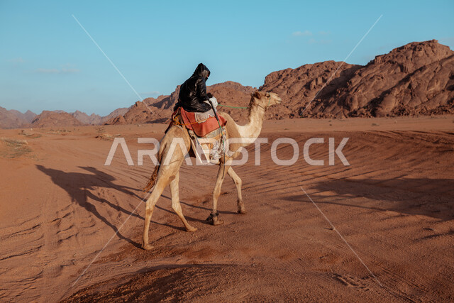 الرمال والكثبان في المناطق الصحراوية، رجل عربي خليجي سعودي يركب على حيوان الجمل في الصحراء, استخدام الحيوانات للتنقل في البادية من مكان لآخر, تربية المواشي في المحميات الطبيعية, أهمية رعاية الإبل في المملكة العربية السعودية