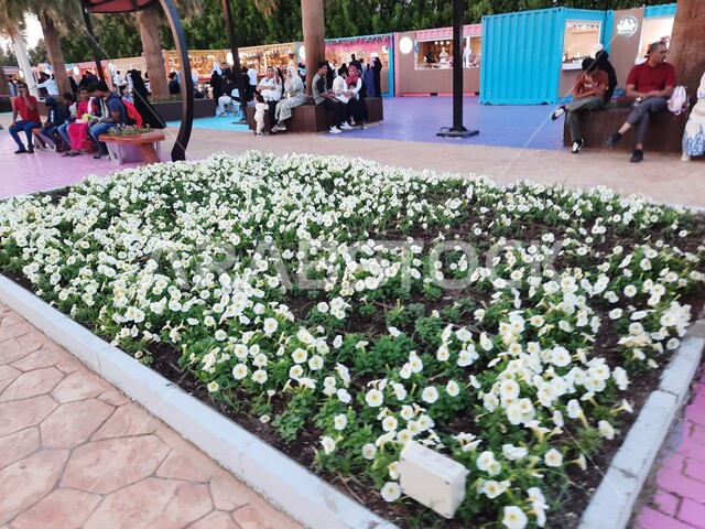 جذب واستقطاب الزوار للوجهه العائلية البيئية الثقافية والترفيهية، الديكور والتصميم المتميز في حديقة مدينة ينبع الصناعية، معرض ومهرجان طبيعي سياحي في المملكة العربية السعودية، حقول الورود الملونة في مهرجان الزهور والحدائق، الحفاظ على البيئة والتنمية المستدامة