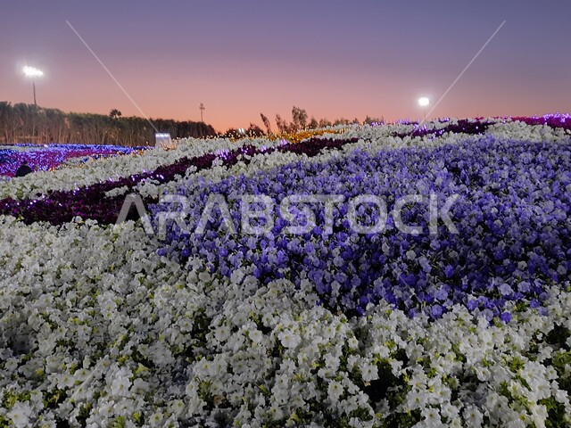 الحفاظ على البيئة والتنمية المستدامة، حقول الورود الملونة وأشجار النخيل في مهرجان الزهور والحدائق، وجهه عائلية بيئية ثقافية وترفيهية، الديكور والتصميم المتميز في حديقة مدينة ينبع الصناعية وقت الغروب، معرض ومهرجان طبيعي سياحي في المملكة العربية السعودية