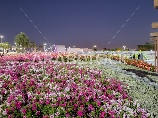 التصميم والديكور المتميز في حديقة مدينة ينبع الصناعية وقت الليل، معرض ومهرجان طبيعي سياحي في المملكة العربية السعودية، الحفاظ على البيئة والتنمية المستدامة، حقول الورود الملونة وأشجار النخيل في مهرجان الزهور والحدائق، وجهه عائلية بيئية ثقافية وترفيهية