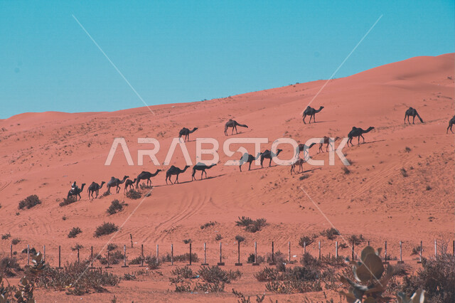 صورة جمالية لمجموعة من الجمال تمشي على الكثبان الرملية الصحراوية في الرياض ، الطبيعة الصحراوية في المملكة العربية السعودية