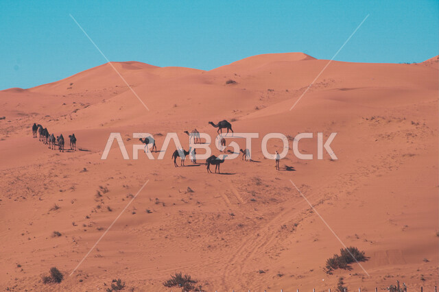 صورة جمالية لمجموعة من الجمال تمشي على الكثبان الرملية الصحراوية في الرياض ، الطبيعة الصحراوية في المملكة العربية السعودية