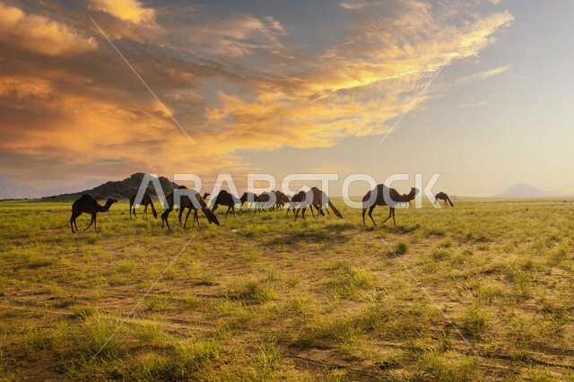 An aesthetic image of a group of camels in the Green Treasure area in Wadi Helli in Makkah Al-Mukarramah, the beauty and splendor of the picturesque nature in the Kingdom of Saudi Arabia