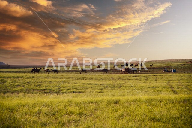 صورة جمالية لمجموعة من الجمال في منطقة الكنز الأخضر في وادي حلي في مكة المكرمة ، جمال و روعة الطبيعة الخلابة في المملكة العربية السعودية