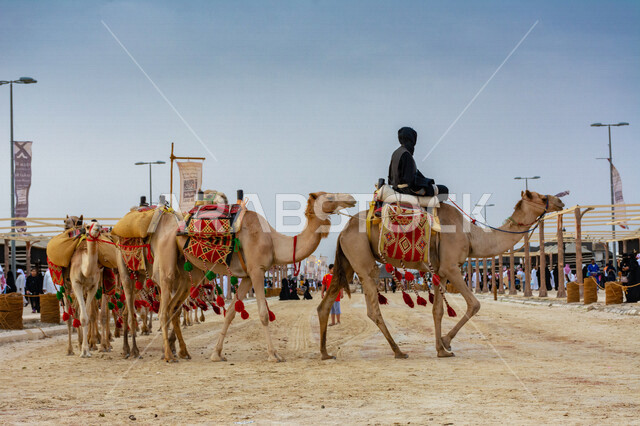 An aesthetic image of a group of camels in the annual Arab festival, the historic Souk Okaz in Taif, the beauty of tourism in the city of Taif in the Kingdom of Saudi Arabia, cultural activities and entertainment activities, ancient Arab, ancient, traditi