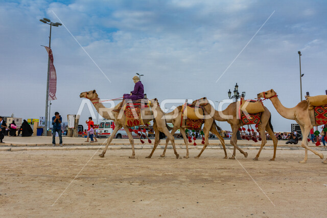 صورة جمالية لمجموعة من الجمال في المهرجان العربي السنوي سوق عكاظ التاريخي بالطائف ، جمال السياحة في مدينة الطائف في المملكة العربية السعودية ، فعاليات و أنشطة ترفيهية ثقافية عربية قديمة تقليدية سعودية ، المملكة العربية السعودية